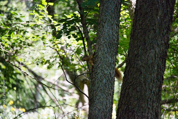 Obraz Ground Squirrel on a Tree