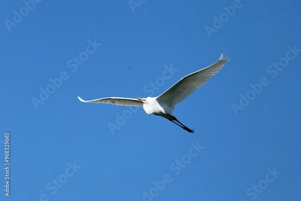 Fototapeta サギ　飛んでいる