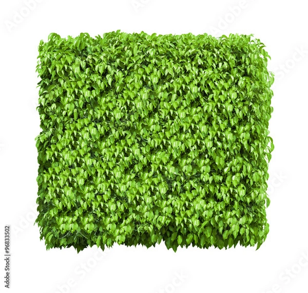 Fototapeta Box shaped bush isolated on white background