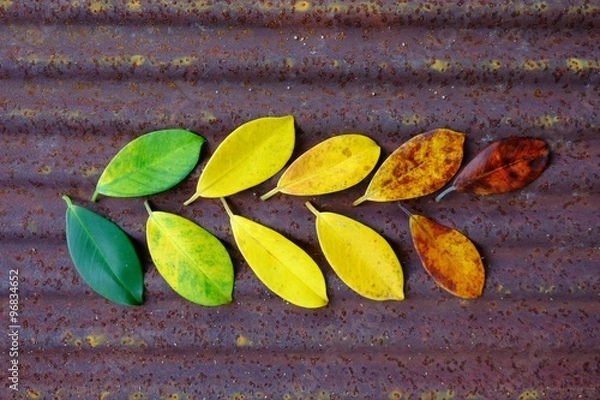 Fototapeta Colors of autumn leaves