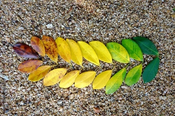 Fototapeta Colors of autumn leaves