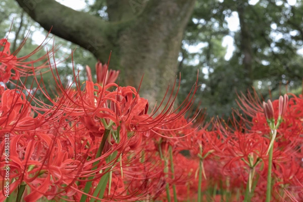 Fototapeta 彼岸花