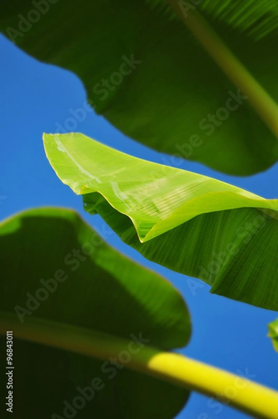 Fototapeta Banana Leaf