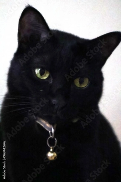 Obraz A close-up photo of a black cat with bright green eyes and a silver bell collar. The cat is looking directly at the camera with a curious expression.