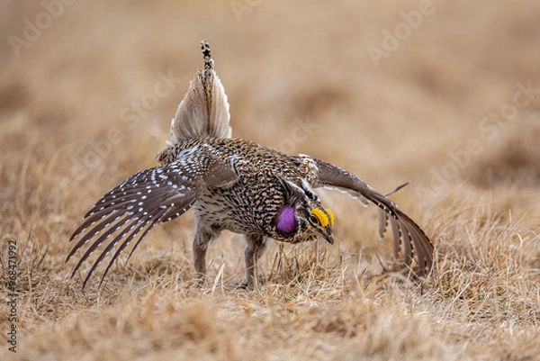 Obraz Sharp-tailed Grouse male displaying takekn in central Minnesota