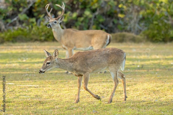 Obraz Key Deer taken on Big Pine Key Florida