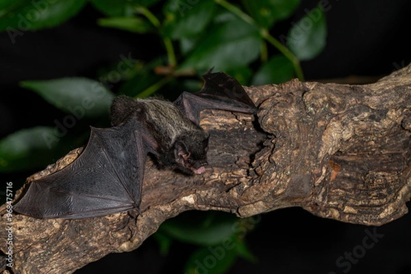 Obraz Silver-haired Bat taken in southern MN under controlled conditions
