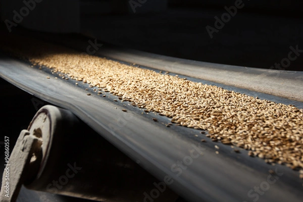 Obraz conveyor belt with barley