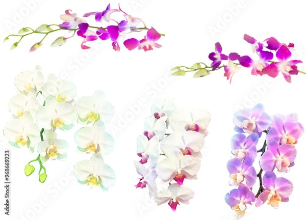 Fototapeta 洋ランのイラスト素材セット2（胡蝶蘭とデンドロビジウム）