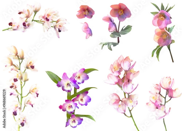 Fototapeta 洋ランとクリスマスローズのイラスト素材セット