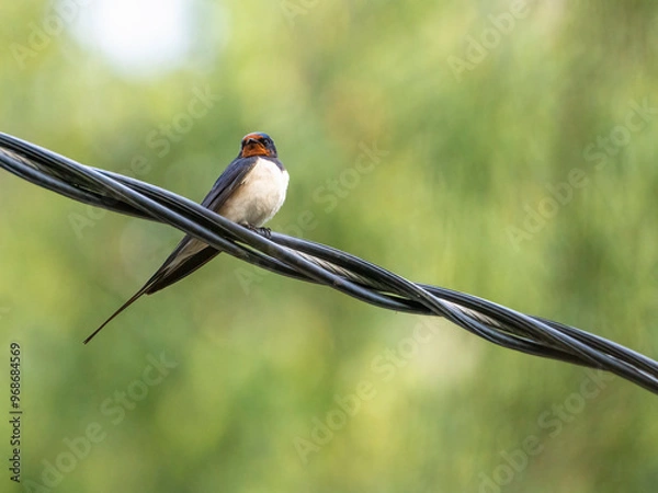 Fototapeta Barn Swallow sitting on a wire