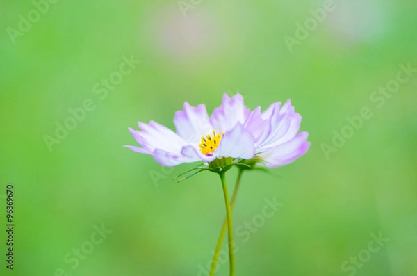 Obraz cosmos flower