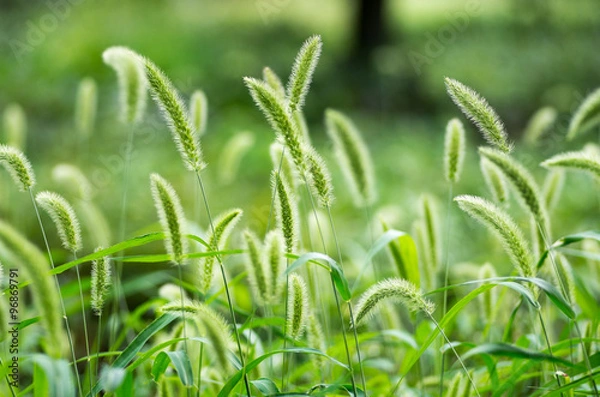 Obraz Green foxtail