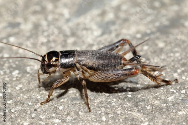 Obraz Australian Black Field Cricket, Teleogryllus commodus