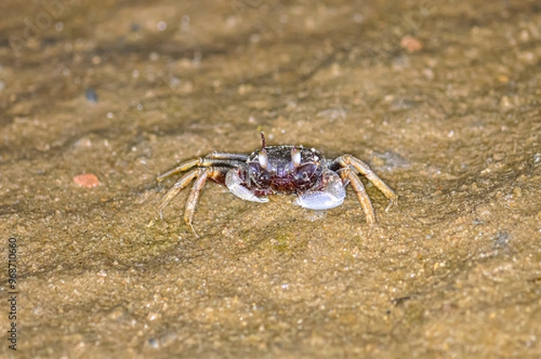 Fototapeta Crab on the sand of a Thai beach in the evening