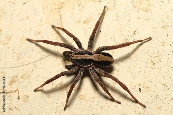 Obraz Wolf Spider - Lycosa sp. Top view identification.