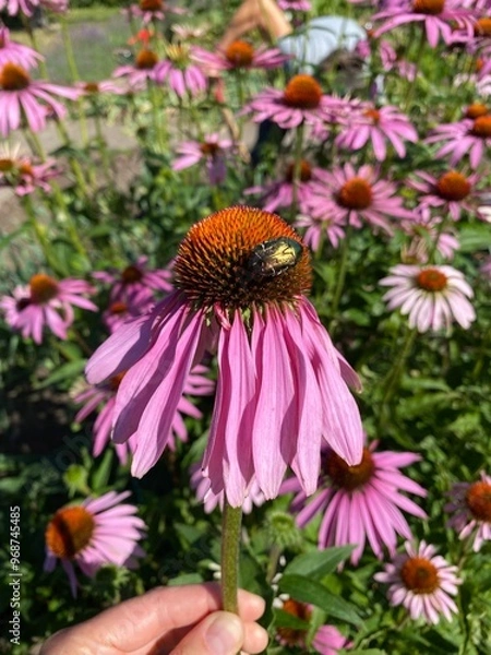 Obraz Bille på lyserød blomst 