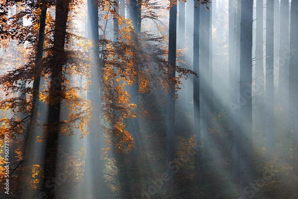 Fototapeta Spruce and Beech Forest in Autumn with the sun shining through morning fog