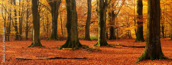 Fototapeta Sunny Forest of Big Old Beech Trees in Autumn, Leaves Changing Colour