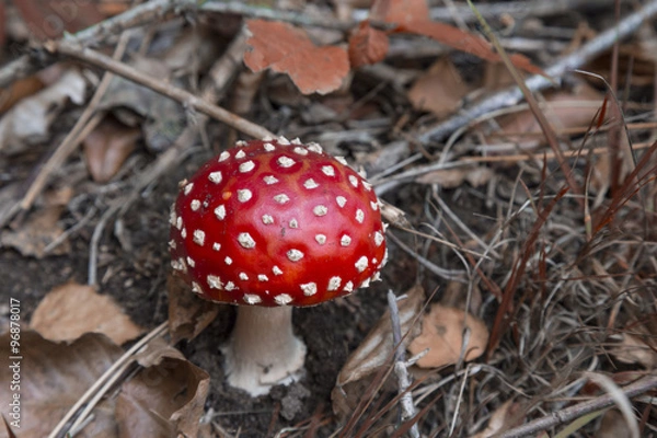 Fototapeta fly agaric