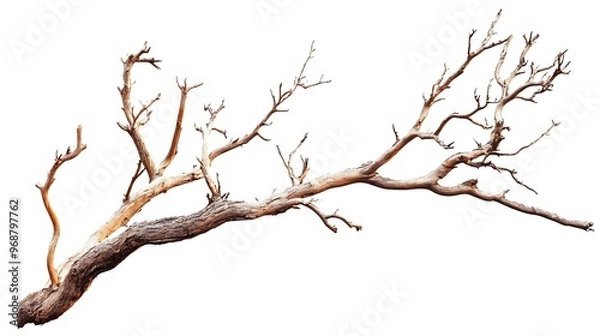 Obraz tree isolated on white