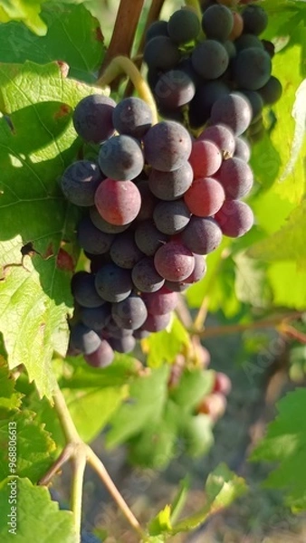 Fototapeta Grapes by nature