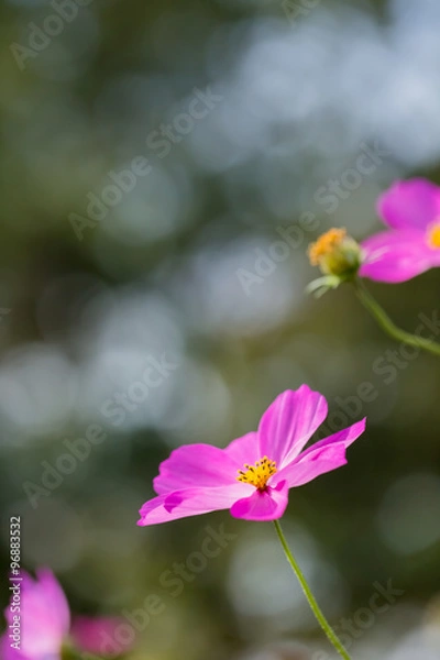 Fototapeta コスモス
