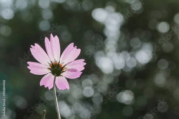 Fototapeta コスモス
