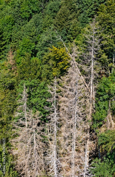Obraz several dry trees in front of green forest show forest decline in black forest, germany