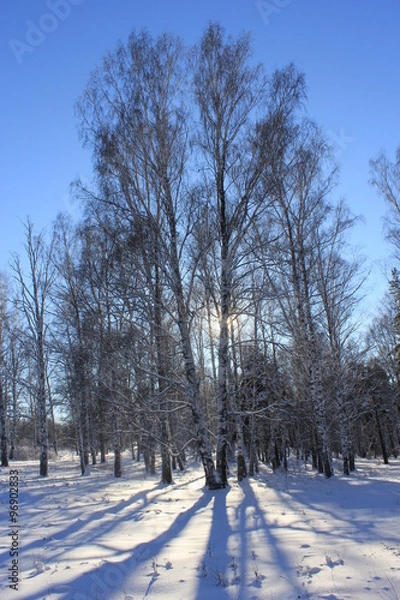 Obraz Берёзы в пригороде Новокузнецка