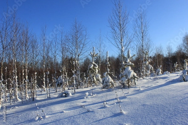 Fototapeta Посадки сосны в зимнем наряде