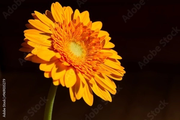 Obraz 一輪のガーベラ