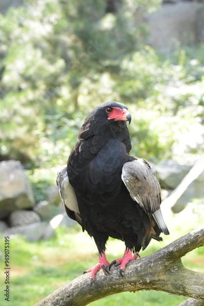 Fototapeta Raubvogel