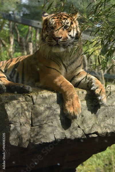 Obraz Tiger auf dem Berg