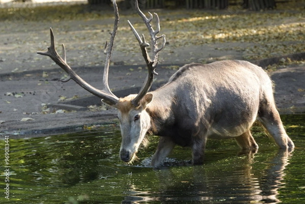 Fototapeta Elch beim Wasser trinken