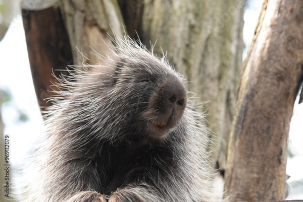 Fototapeta Putziges Tier