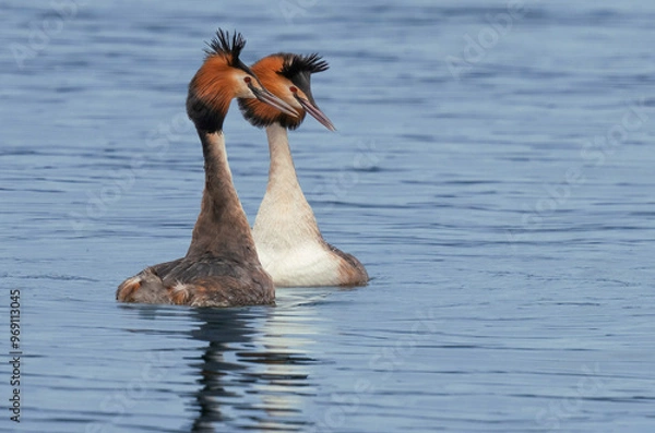 Obraz Great crested grebe