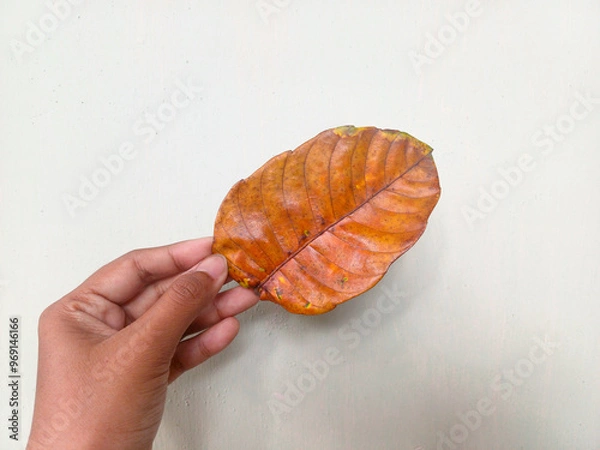 Obraz A hand holding a single orange fall jackfruit leaf (Artocarpus heterophyllus) against a cream-colored wall, highlighting the natural beauty and texture of the leaf in a simple setting