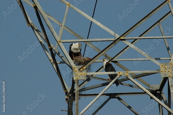 Obraz aigles pêcheurs