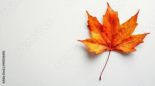 Fototapeta Single Orange Maple Leaf on White Background