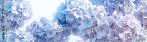 Fototapeta Delicate blue and purple hydrangea petals create a serene and inviting floral background, perfect for spring-themed designs.
