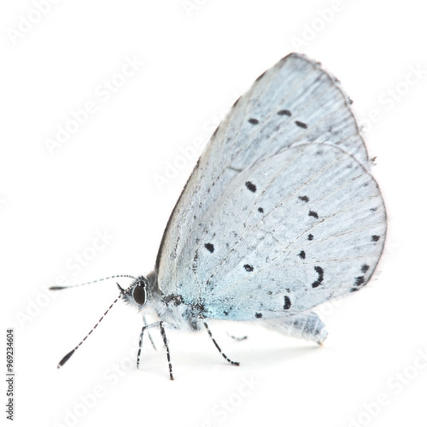 Obraz Butterfly  (Lycaenidae) isolated on white