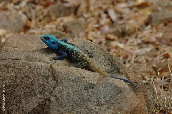 Obraz lézard bleu