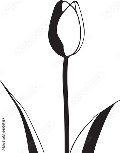 Obraz black and white tulip