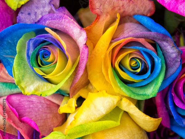 Obraz Rainbow roses close-up