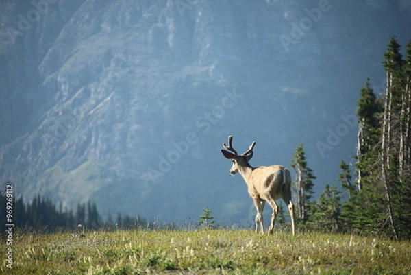Obraz deer in the forest