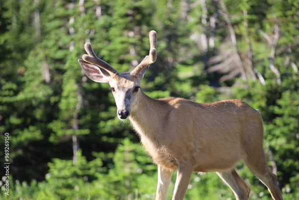 Obraz deer in the wild