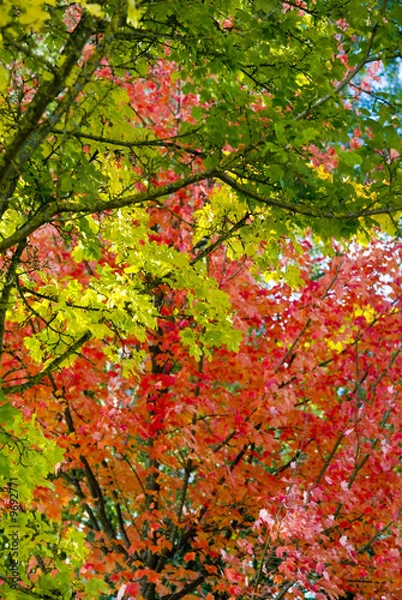 Fototapeta A picture of a tree in beautiful autumn colors with a bird