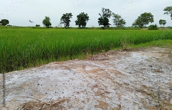 Fototapeta Salt soil in rice fields