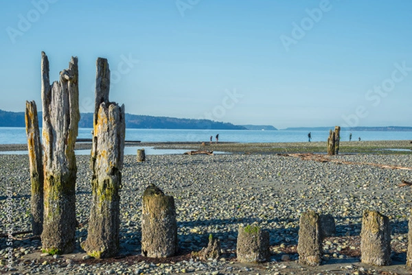 Fototapeta Old Pilings on Stony Beach at Low Tide. Copy space.